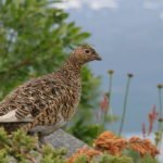 1024px-Lagopus_in_Abisko