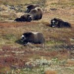 2015-10-28-moskus-dovre-statens-naturoppsyn