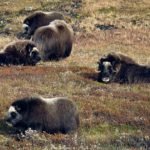 2015-10-28-moskus-dovre-statens-naturoppsyn-utsnitt