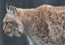 Gaupa er i praksis utryddet i området gaupe