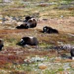 moskus-dovre-statens-naturoppsyn-1068-712