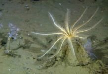 Forskere avslører logisk brist i havbunnsplaner Mareano sjølinje