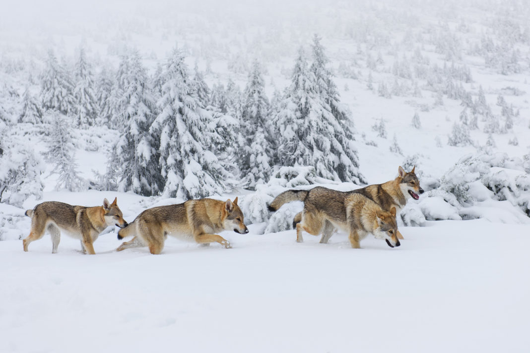 ulv flokk jakt snø villmark ulvejakt