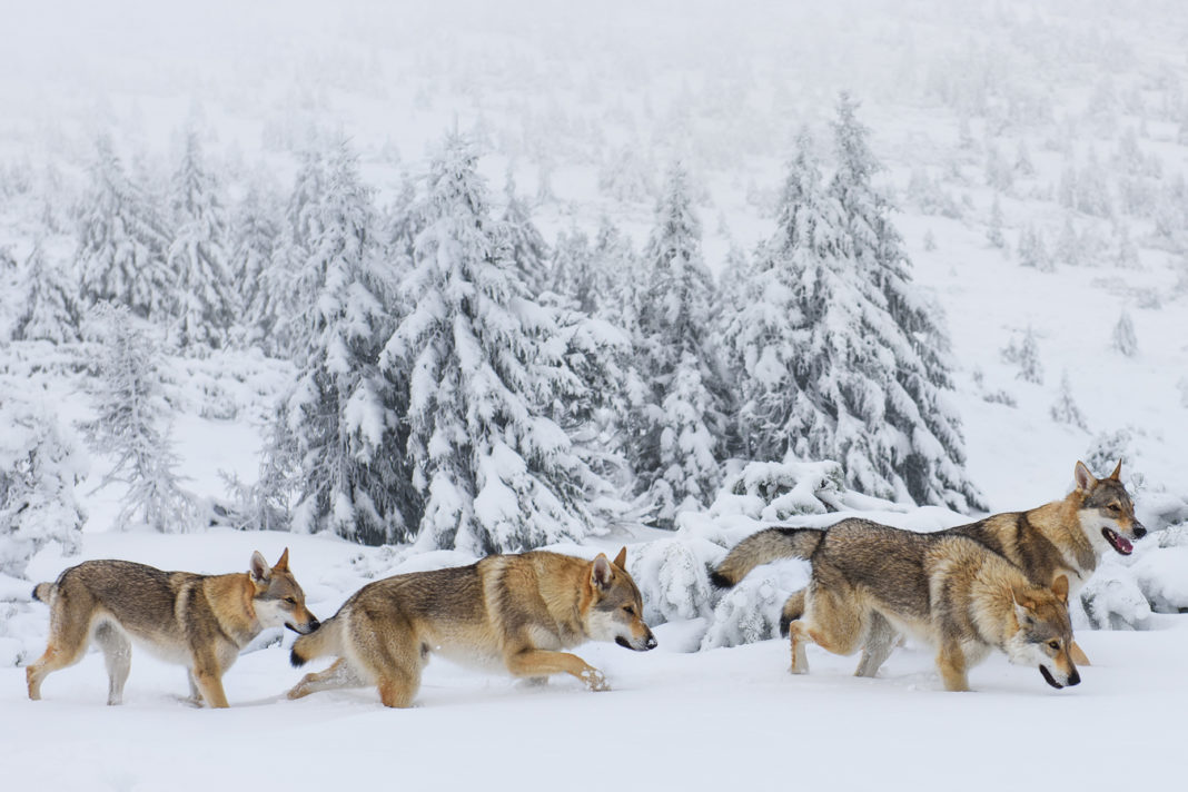 ulv flokk jakt snø villmark