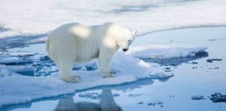 isbjørn arktis polarinstitutt