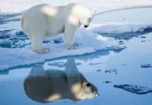 Når isbjørnen setter forskerne på plass