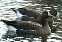 For sent, konsesjon er allerede gitt dverggås