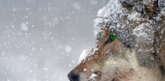 ulv vinter portrett