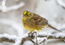 Slik vil BirdLife gi Oslo mer fugleglede