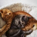 Dyrebeskyttelsen katter