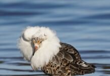Fakta om Åkersvika naturreservat