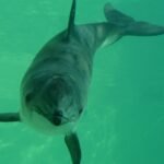 17888995857471472_fauna.no_
