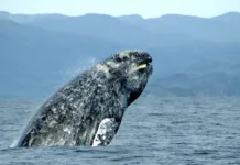 Få full tilgang til Fauna.no – velg abonnement eller lesepass!