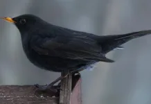 Alarmklokkene ringer: Trekkfuglene forteller at naturen er i fare