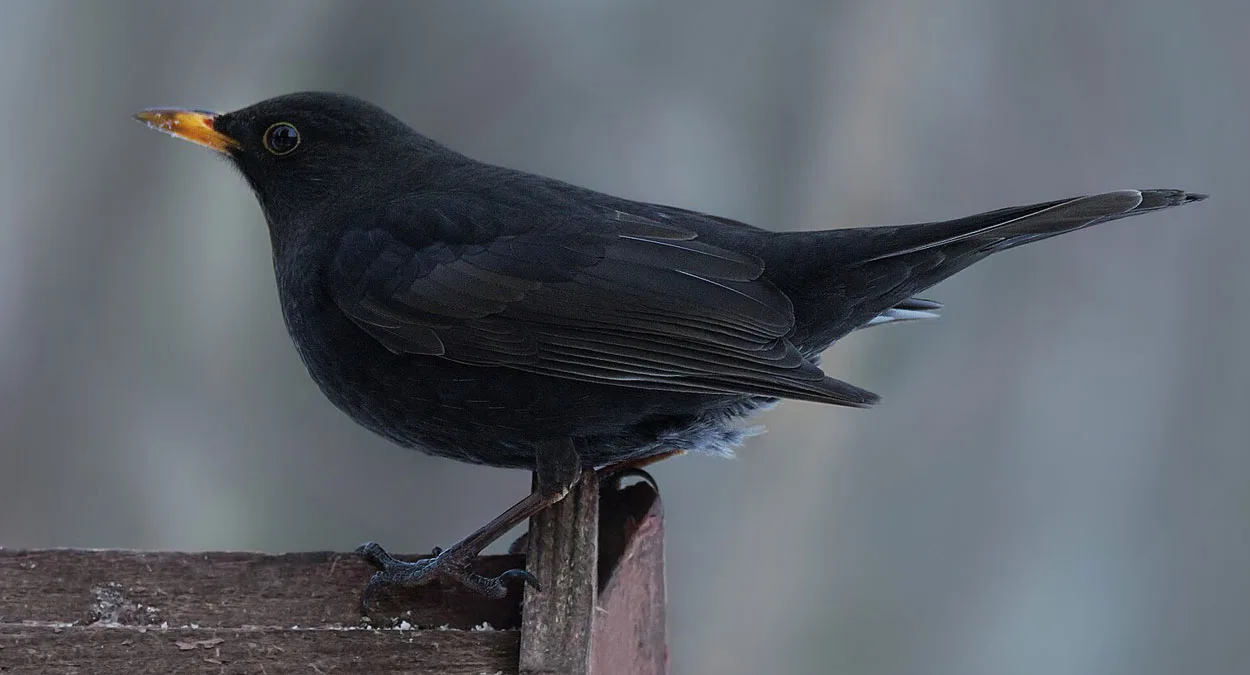 ulv ulveflokk rovdyr