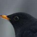 svarttrost-wikimedia-commons-naer