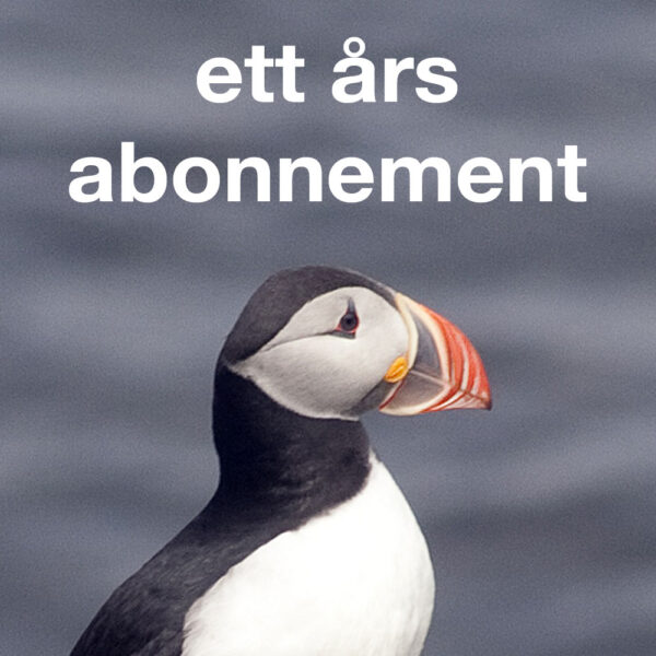 Årsabonnement