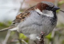 Fuglene forsvinner fra landbruksjordene – men én art går mot strømmen