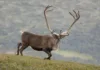 Når naturen mister sin naturlighet