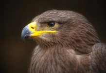 Kongeørna «stuper» i Troms og Finnmark