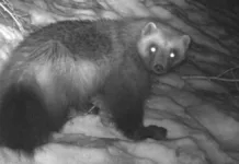 Miljødirektoratet innrømmer feil da de vurderte jerven