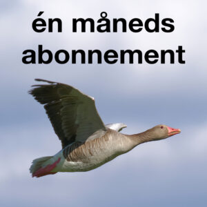 Månedsabonnement
