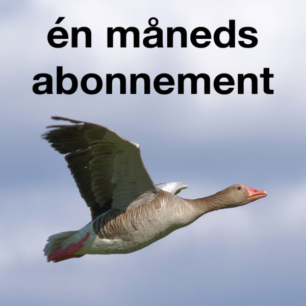 Månedsabonnement
