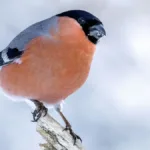 dompap-birdlife-ENGANGsbruk-foto-frode-falkenberg