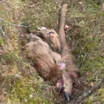 kadaver-elgkalv-foto-NINA-Jennymattisson-1250