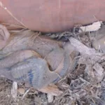 fuglekasse-rammet-hogst–unge-foto-naturvernforbundet-1250