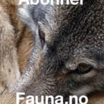 abonner-fauna-ulv-300×400