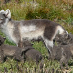 fjellre-ntb-nina-foto-1250