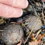 oljeforurensning.trondelag-foto-miljodir-1250