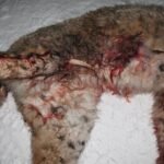 18080877983625515_fauna.no_