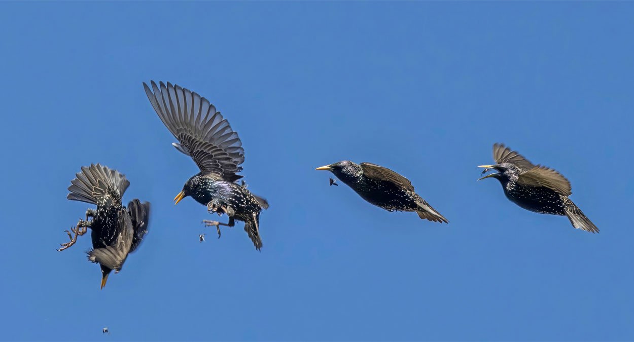 ulv ulveflokk rovdyr