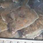 flyndre-daer–foto-nofima-1250