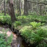 ostmarka-IIMG_9194-nina-1250