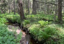 Da rewilding ble norsk virkelighet