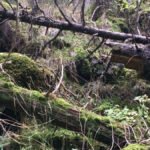 ostmarka-IIMG_9414-nina-1250