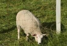 500.000 til klimastudier på beitedyr