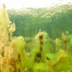 Lurv-ved-Nesodden-1250