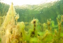 Jubel blant verneorganisasjonene, men kritikken hagler mot fortsatt bunntråling