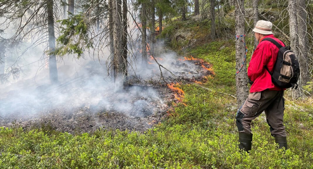 brenning-skog-aurskog-foto-statsforv-1250