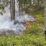 brenning-skog-aurskog-foto-statsforv-1250