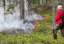 Norge med på global dugnad mot skogbranner