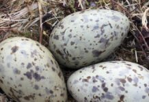 Tiltalt for ulovlig handel med fugleegg