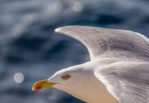 Hvem skaper konflikten med måkene? Les mer om dagspass!