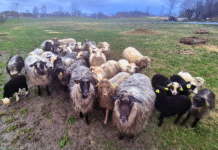 Villsauer skal redde truet natur i Nordland