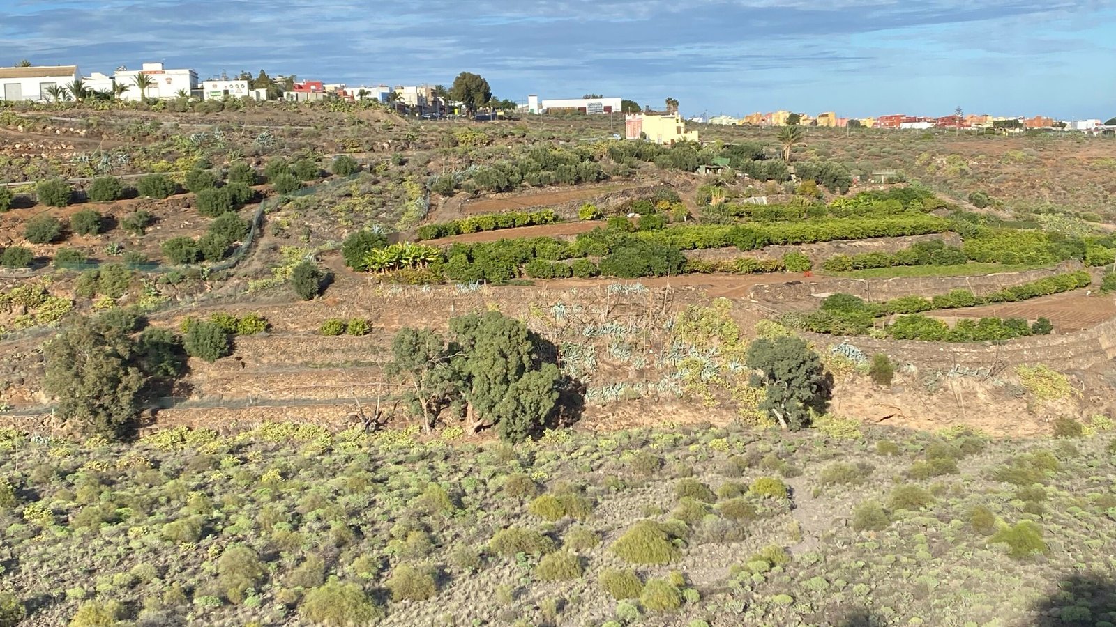 ulv ulveflokk rovdyr