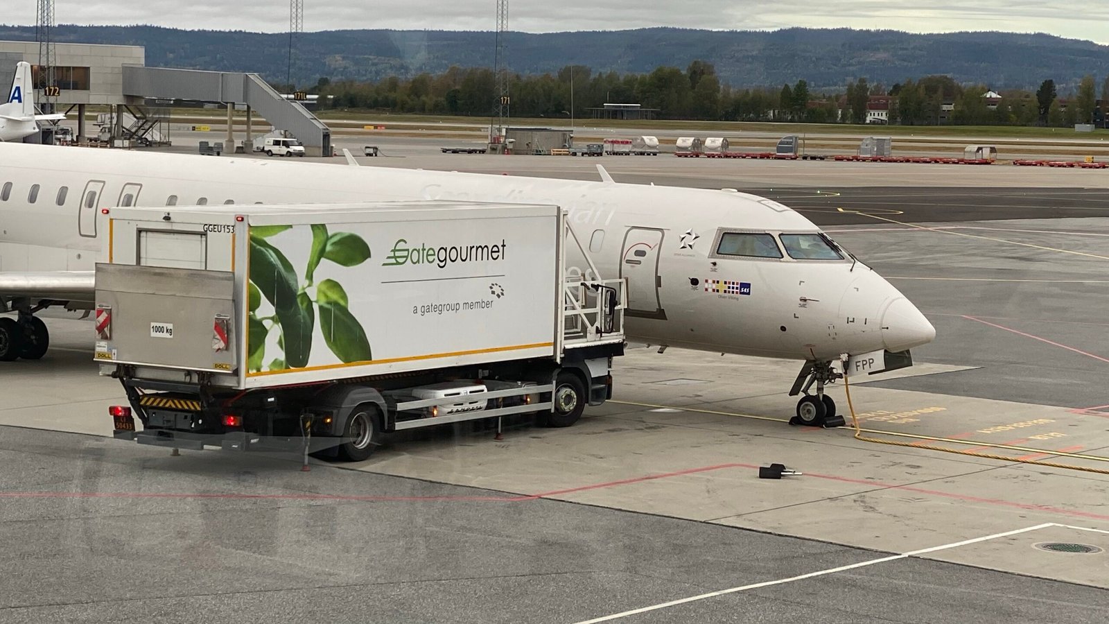 ulv ulveflokk rovdyr